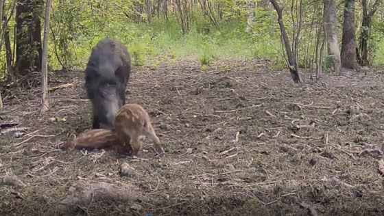 Miraculous animal bond: minke whale saves ailing boar in Saint Petersburg region