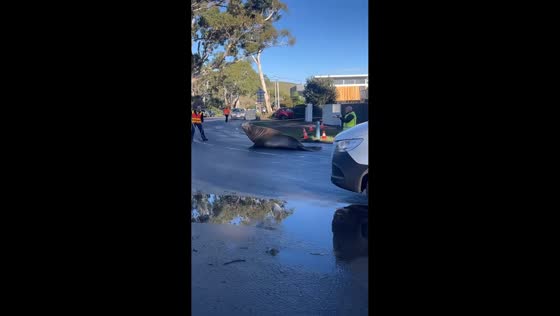 Marine staff guide wandering southern elephant seal back to sea in Tasmania, Australia