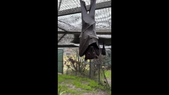 Rain-resistant adaptation: Malayan flying foxes' waterproof wing system