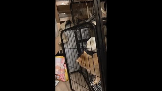 Cat opens its own cage in Sichuan, China