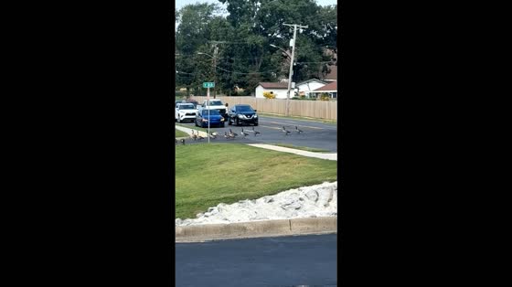Flock of geese halts traffic in Sherwood, Arkansas, USA