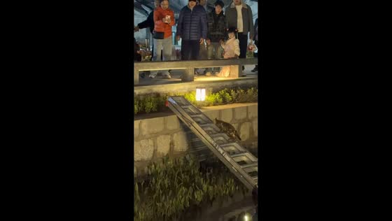Kitten rescued from river using ladder in Guangzhou, China