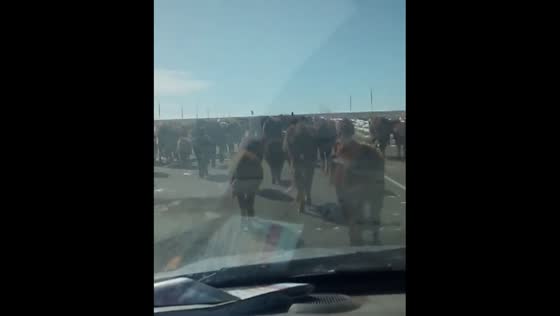 Unusual traffic jam: cows take over road in San Luis Valley, Colorado