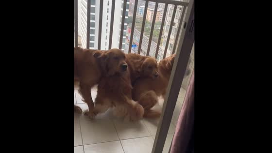 Dog owner startles three dogs on the balcony