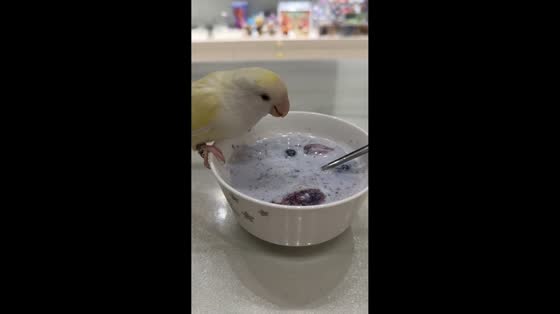 Adorable lovebird enjoys a healthy meal in Liaoning, China