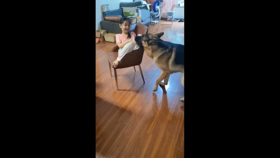 Strong shepherd pulls girl on chair in Jilin, China