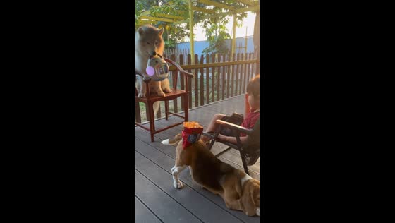 Girl shares snacks with beagle while husky plays with toy on wooden deck in Guangdong, China