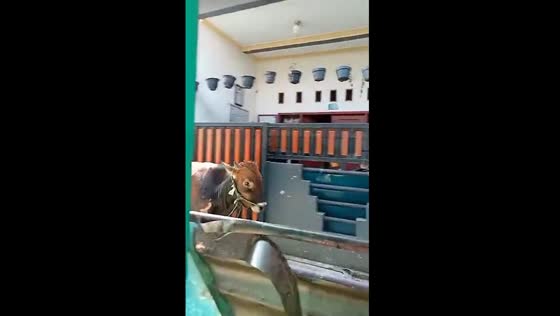 Escaped Eid al-Adha cow causes chaos: hilarious chase ensues in Tangerang residential area