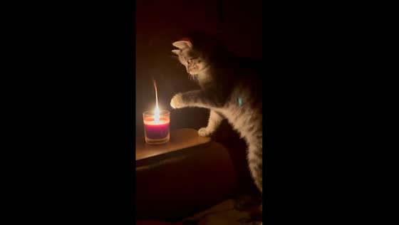 Cat's curious nighttime encounter with candle fire in Kyiv, Ukraine