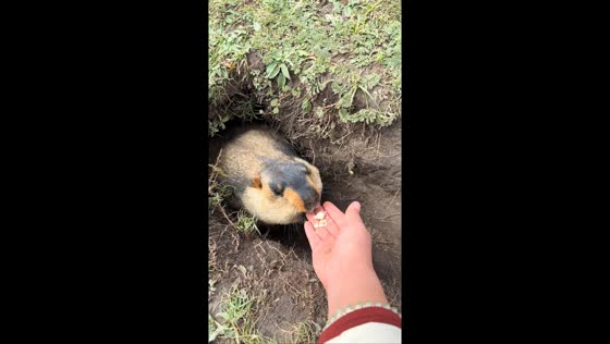 Marmot bites after being offered food in Henan, China