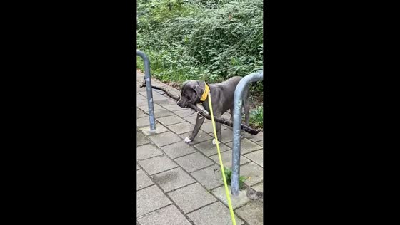 Dog navigates branch through obstacle in Den Helder, Netherlands