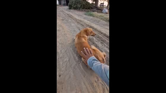 Dog startled and runs away in Bhiwani, India