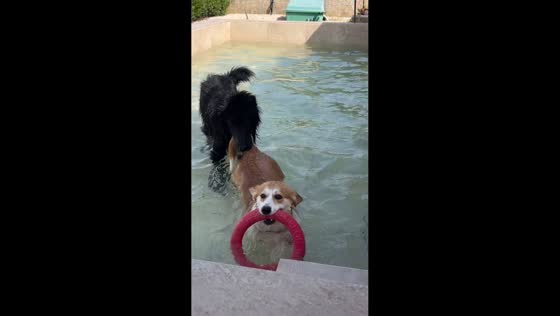 Playful dog pulls tiny friend back into pool in Puglia, Italy