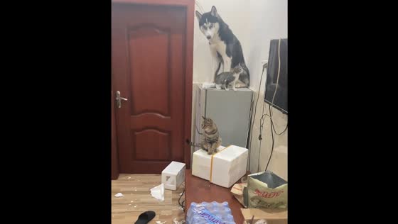 Pets wreak havoc in house in Jiangxi, China