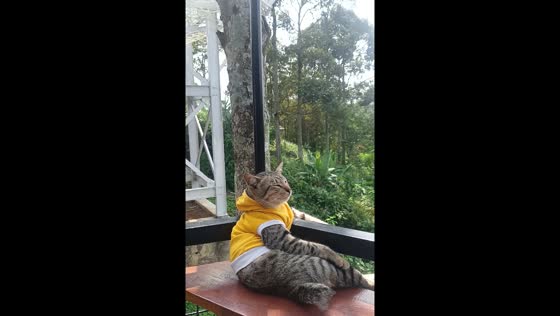 Cat enjoys outdoor views in Sumber Agung, Indonesia