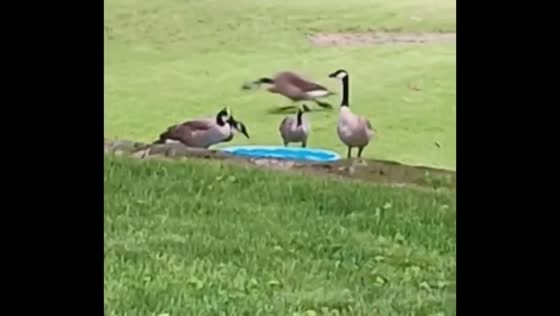 Goose runs around while others eat beside feeding bowl in Goshen, Indiana, USA