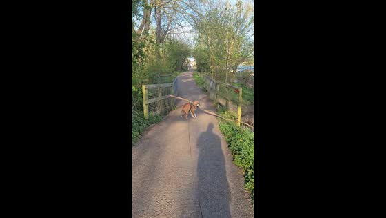 Dog carries large branch during walk in Nottingham, England, UK