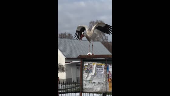 Spring's herald: stork serenade in Ropczyce