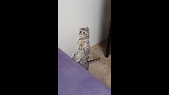 Barsik the curious cat stands tall, gazing at an unseen mystery