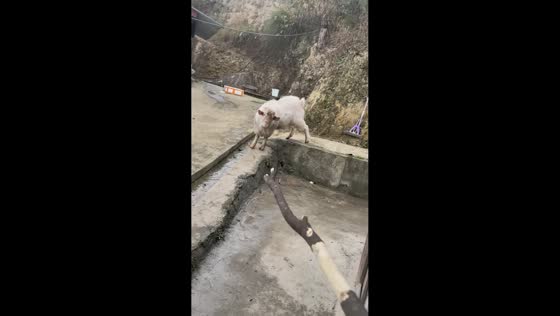 Goat talks back at owner in Guizhou, China
