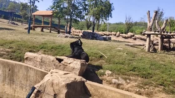 Bear startles another while chasing an apple, sparking a wrestling match at a zoo in Henan, China