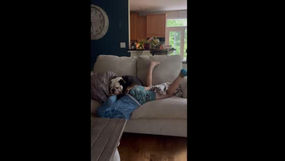 English bulldog play fights with child for couch space in Lusby, Maryland