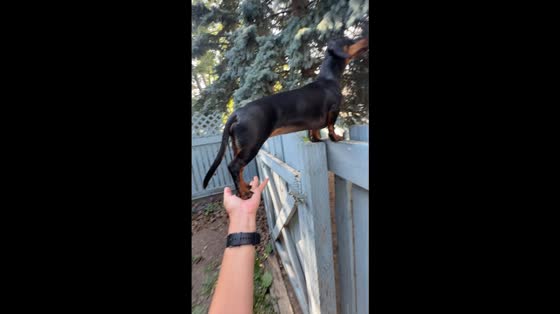 Dachshund balances on owner’s hand while watching squirrels in Calgary, Canada