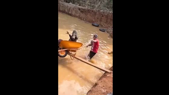 Independence day commemoration: wheelbarrow challenge ends in watery mishap