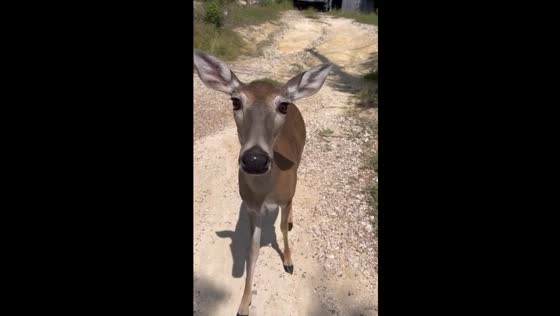 Hand-feeding mama deer: snacks and chats in Austin, Texas