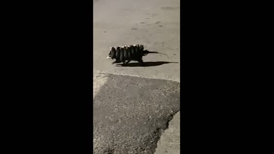 Mother possum bravely crosses road with babies in tow