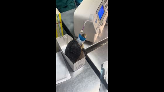 Turtle receives veterinary treatment in Jiangsu, China
