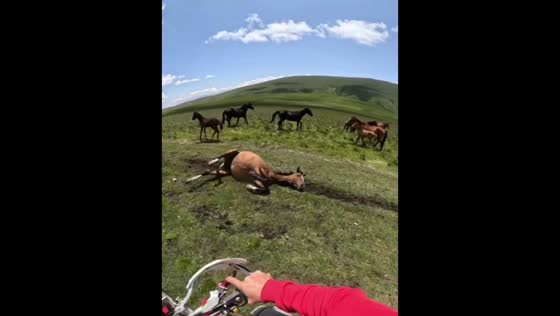 Man helps distressed horse stuck in muddy field in Grozny, Chechnya, Russia