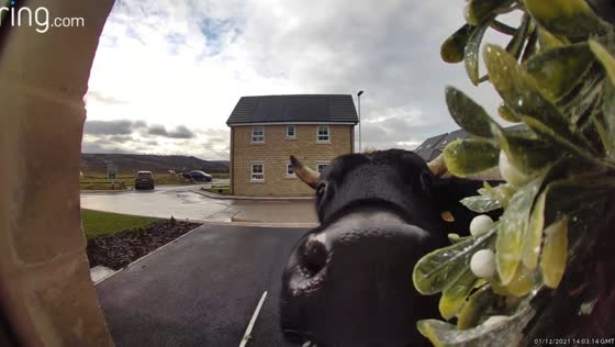 Cow visits doorstep and licks camera in Silsden, England, UK