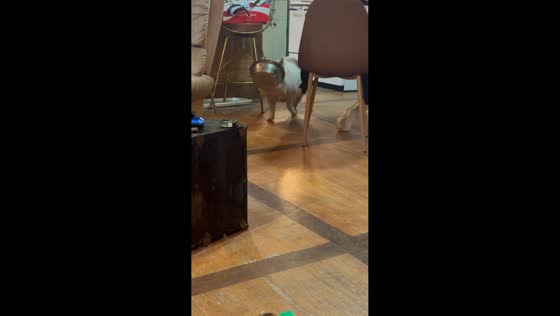 Pig politely asks for food with empty bowl in Florence, Mississippi