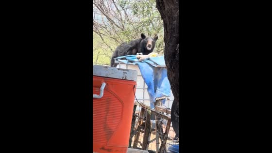 Bear visits farm and drinks water in Castaños, Coahuila, Mexico