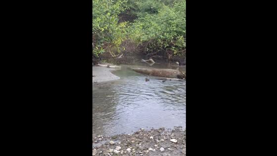 Dog escapes crocodile at Manuel Antonio Beach