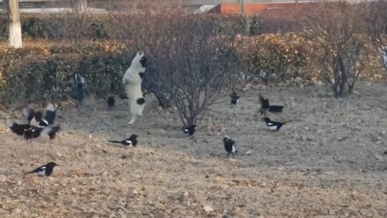 Puppy enjoys chasing birds in playful moment in Liaoning, China
