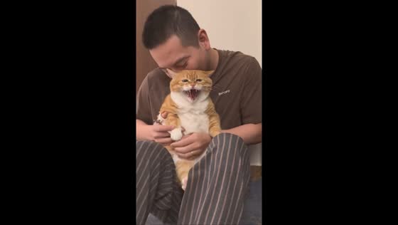 Domestic Shorthair cat reacts angrily during nail trimming in Liaoning, China 