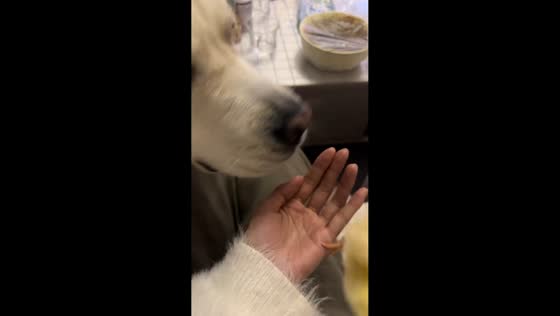 Labrador gently licks tiny chick in adorable moment in Hebei, China