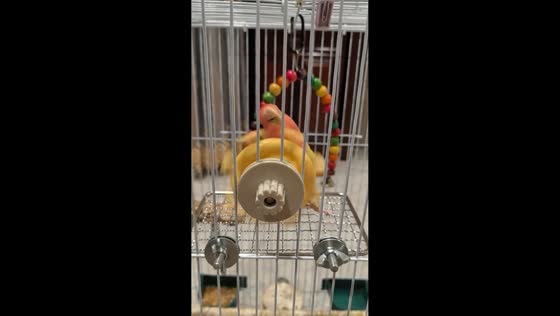 Playful parrot spins toy wheel inside its cage in Fujian, China