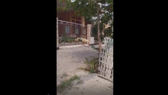 Goat's reflection fiasco: hilarious encounter caught on camera!