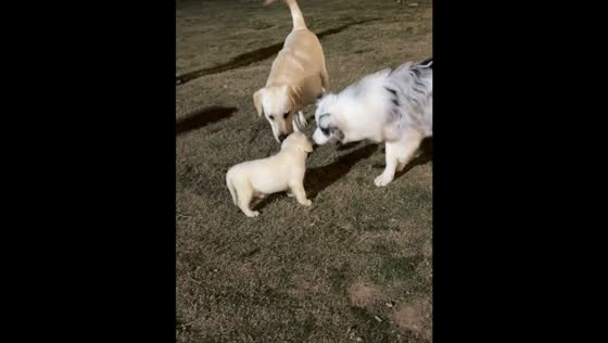Labrador puppy barks bravely at bigger Border Collie in Sichuan, China