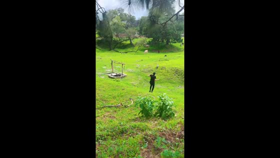 Dog sprints toward horses during bonding moment in Guadalajara, Mexico