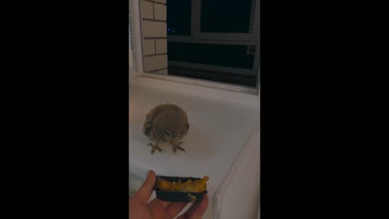 Feeding an owl from a window in Kaluga, Russia