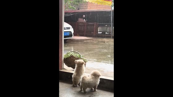 Puppies watch the rain from doorway in Chongqing, China