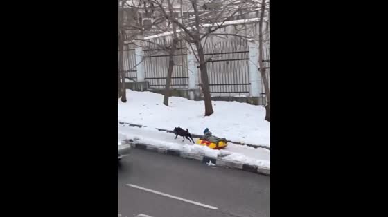 A cute dog is tied to the sled and pulling a young girl through the snow