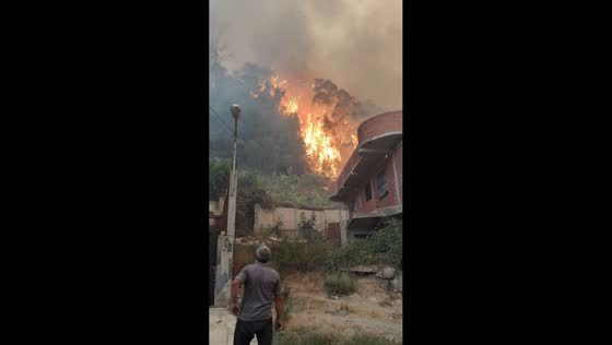 Raging wildfire engulfs forest near homes in Béjaïa, Algeria