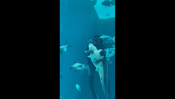 Diver interacts with shark at Cebu Ocean Park in Cebu, Philippines