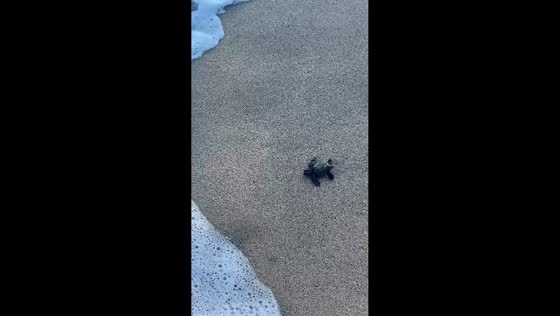 Baby turtles make their way to the ocean in Puerto Vallarta, Mexico