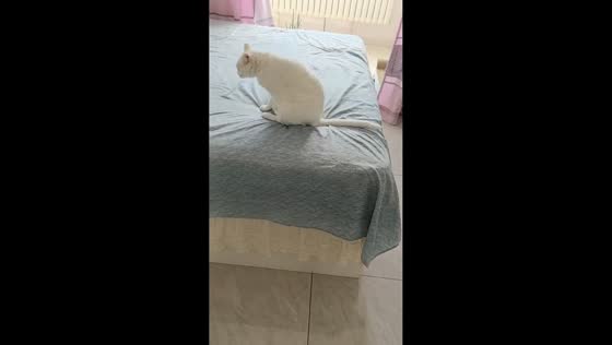 Cat jumps from litter box onto bed and playfully rubs itself in Heilongjiang, China